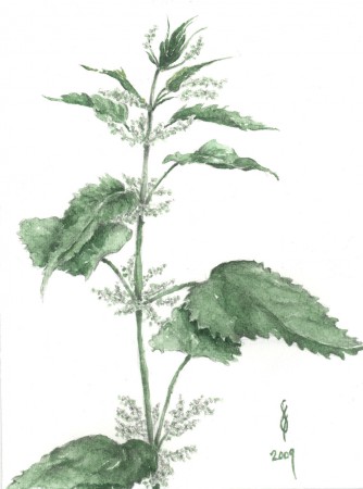 Nagy csalán - Urtica dioica